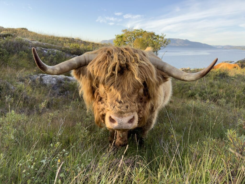 Kilchoan Estate by Dunton arrives on a remote Knoydart peninsula in June 2026, bringing five restored stone cottages, communal Highland dinners, and 13,000 acres of wilderness to one of the last truly inaccessible corners of Britain.