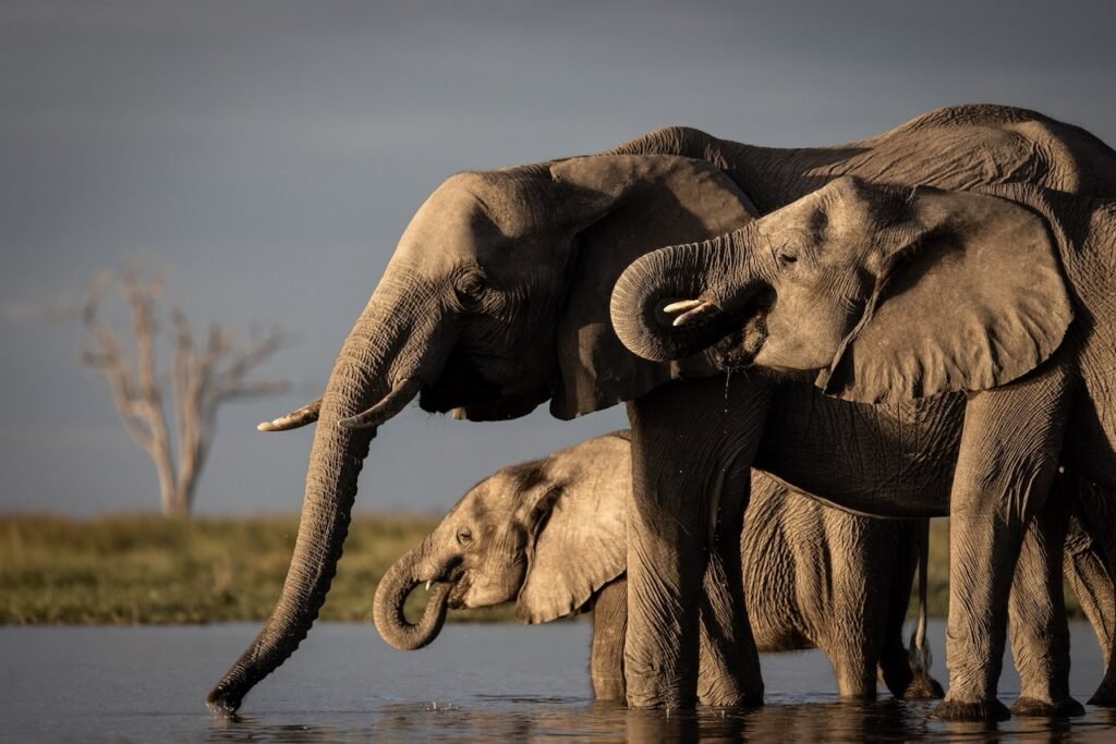 A Safari Symphony in Botswana's Wild Heart: Exploring the Okavango Delta