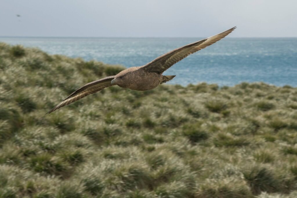 Nick Walton braves the tumultuous seas and wicked winds of the South Atlantic to discover South Georgia Island, one of the world’s most remarkable wildlife destinations
