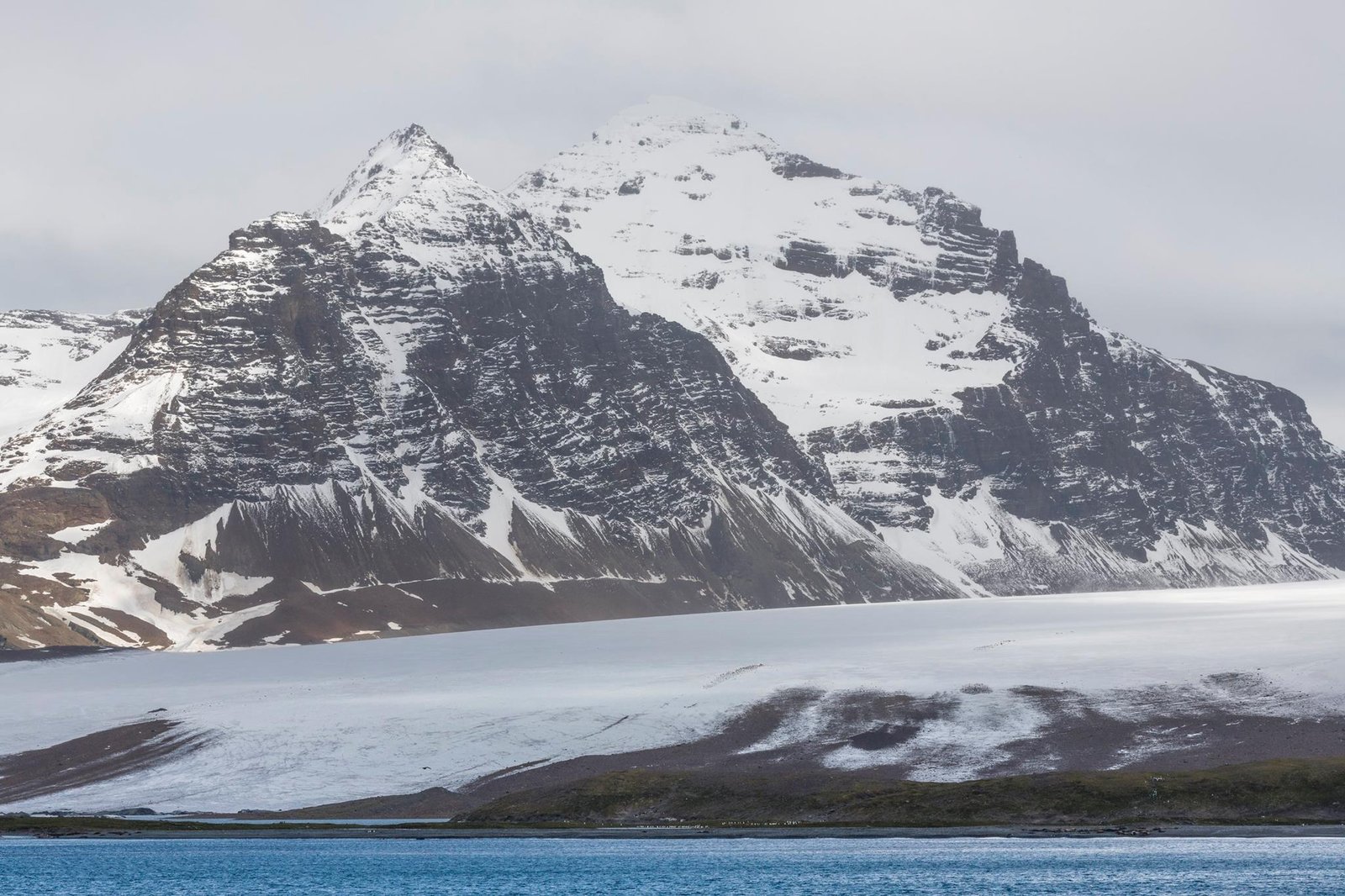 The Eden of the Atlantic: A South Georgia Island Wildlife Expedition