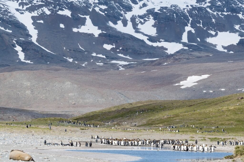 South Georgia Itineraries: The Ultimate Guide to One of the World’s Most Spectacular Expedition Cruises