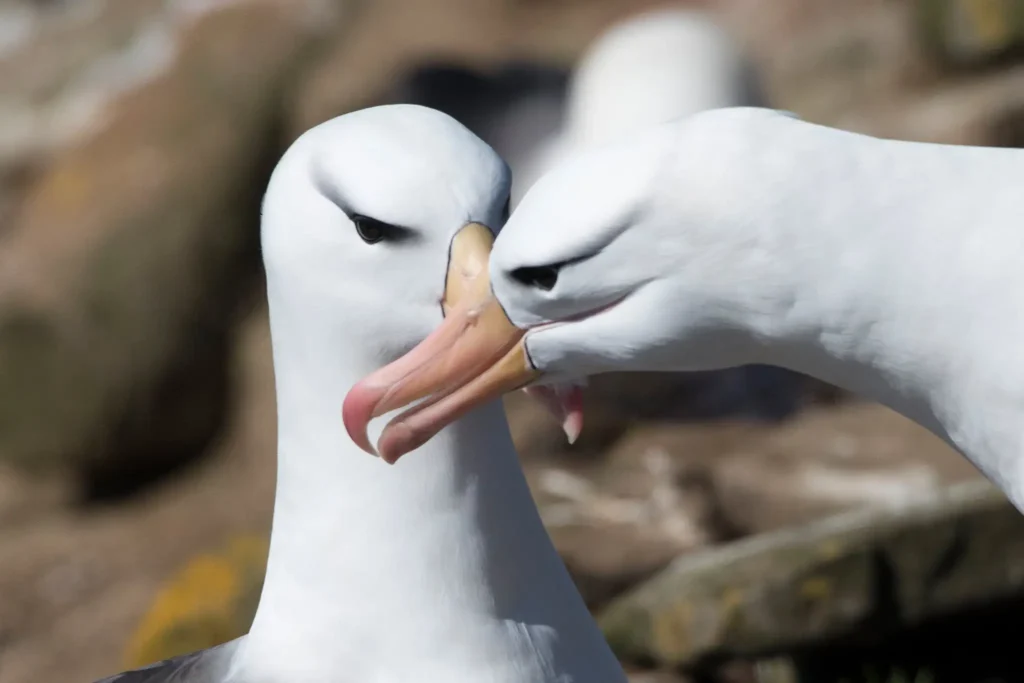 Often overlooked, the remote Falkland Islands are a fantastic add-on destination to any Antarctica or South Georgia itinerary. Here's what you need to know before you go.