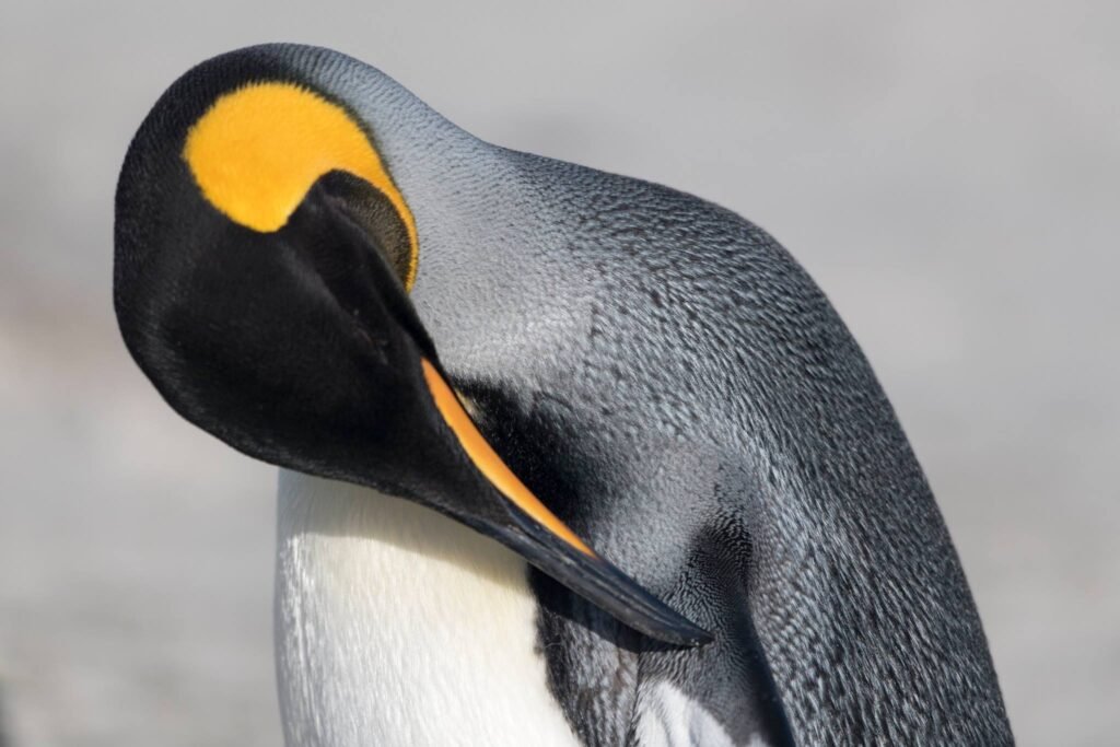 Falkland Islands Wildlife: A First-Timer’s Guide to One of the Southern Ocean’s Greatest Wildlife Spectacles