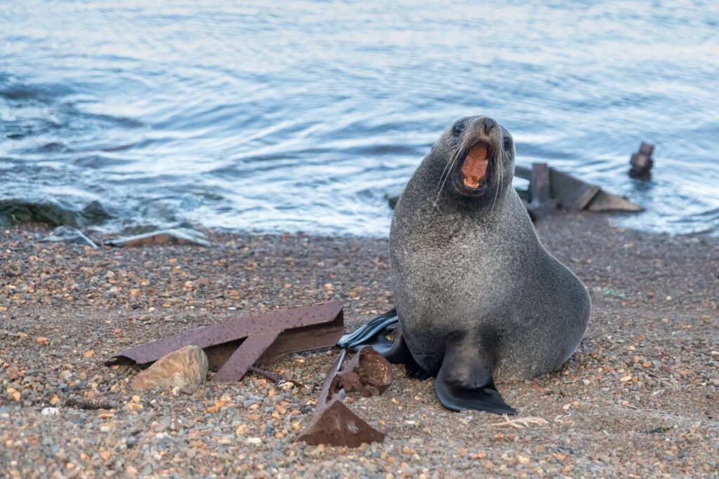 Nick Walton braves the tumultuous seas and wicked winds of the South Atlantic to discover South Georgia Island, one of the world’s most remarkable wildlife destinations