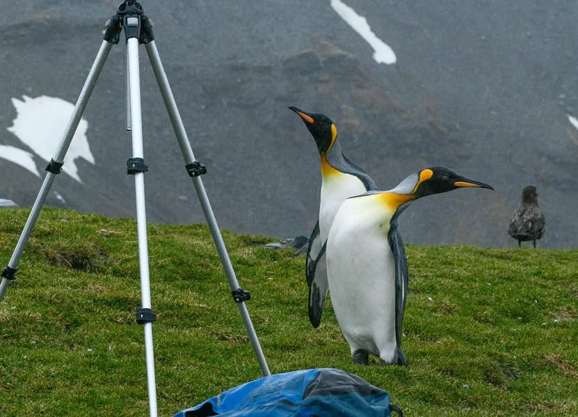 Master polar expedition videography with expert tips on gear, lighting, and technique — your essential guide to capturing breathtaking Arctic and Antarctic footage in 2026.