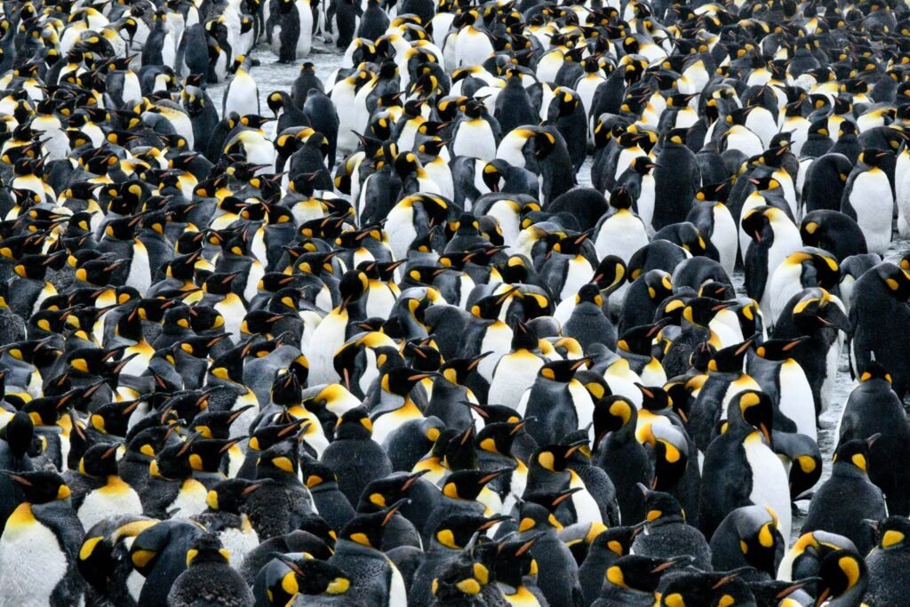 Nick Walton braves the tumultuous seas and wicked winds of the South Atlantic to discover South Georgia Island, one of the world’s most remarkable wildlife destinations