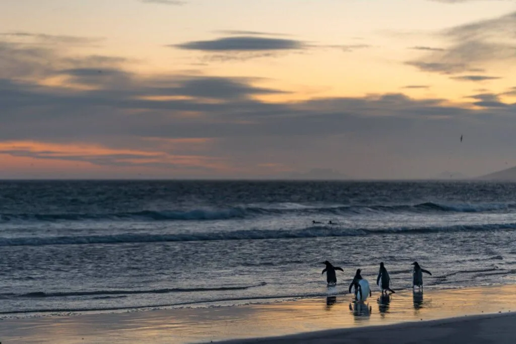 Often overlooked, the remote Falkland Islands are a fantastic add-on destination to any Antarctica or South Georgia itinerary. Here's what you need to know before you go.