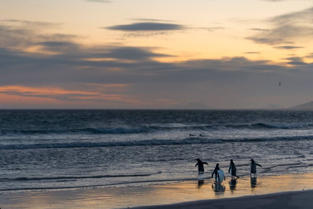 Falkland Islands Wildlife: A First-Timer’s Guide to One of the Southern Ocean’s Greatest Wildlife Spectacles