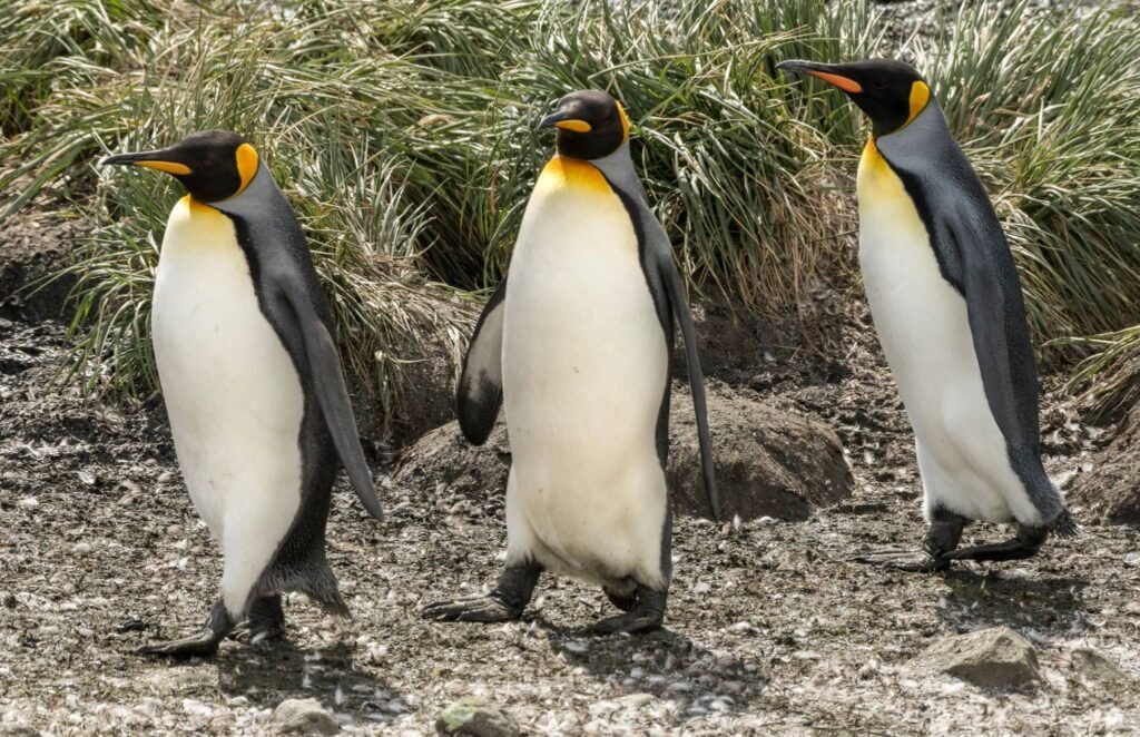 Nick Walton braves the tumultuous seas and wicked winds of the South Atlantic to discover South Georgia Island, one of the world’s most remarkable wildlife destinations