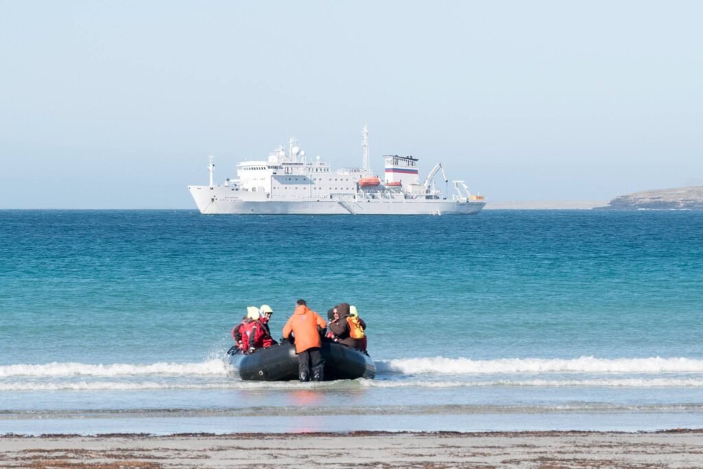Falkland Islands Wildlife: A First-Timer’s Guide to One of the Southern Ocean’s Greatest Wildlife Spectacles