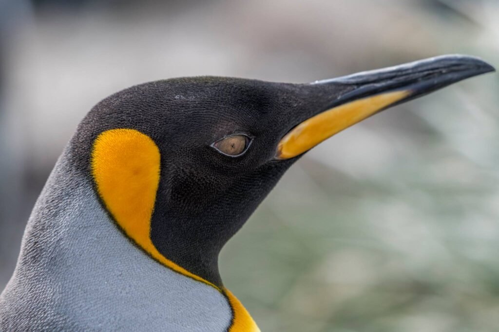 Nick Walton braves the tumultuous seas and wicked winds of the South Atlantic to discover South Georgia Island, one of the world’s most remarkable wildlife destinations