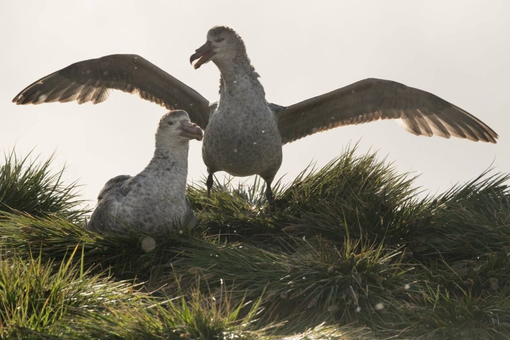 Nick Walton braves the tumultuous seas and wicked winds of the South Atlantic to discover South Georgia Island, one of the world’s most remarkable wildlife destinations