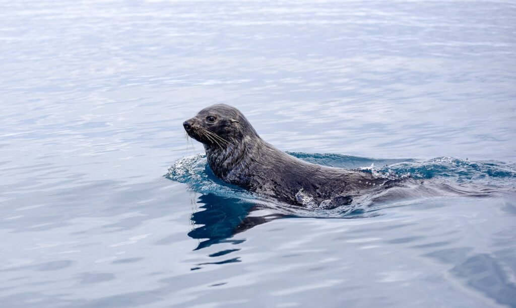 Deciding on an Arctic or an Antarctic expedition cruise can be tricky. We've broken down the pros and cons of each to help you decide. 