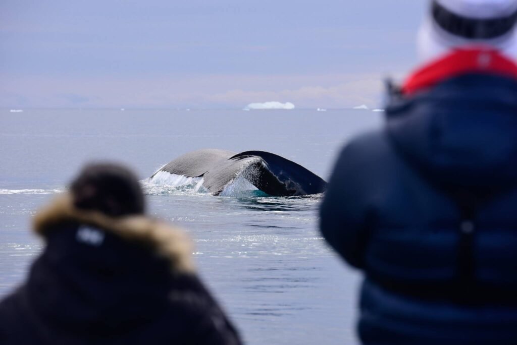 Deciding on an Arctic or an Antarctic expedition cruise can be tricky. We've broken down the pros and cons of each to help you decide. 