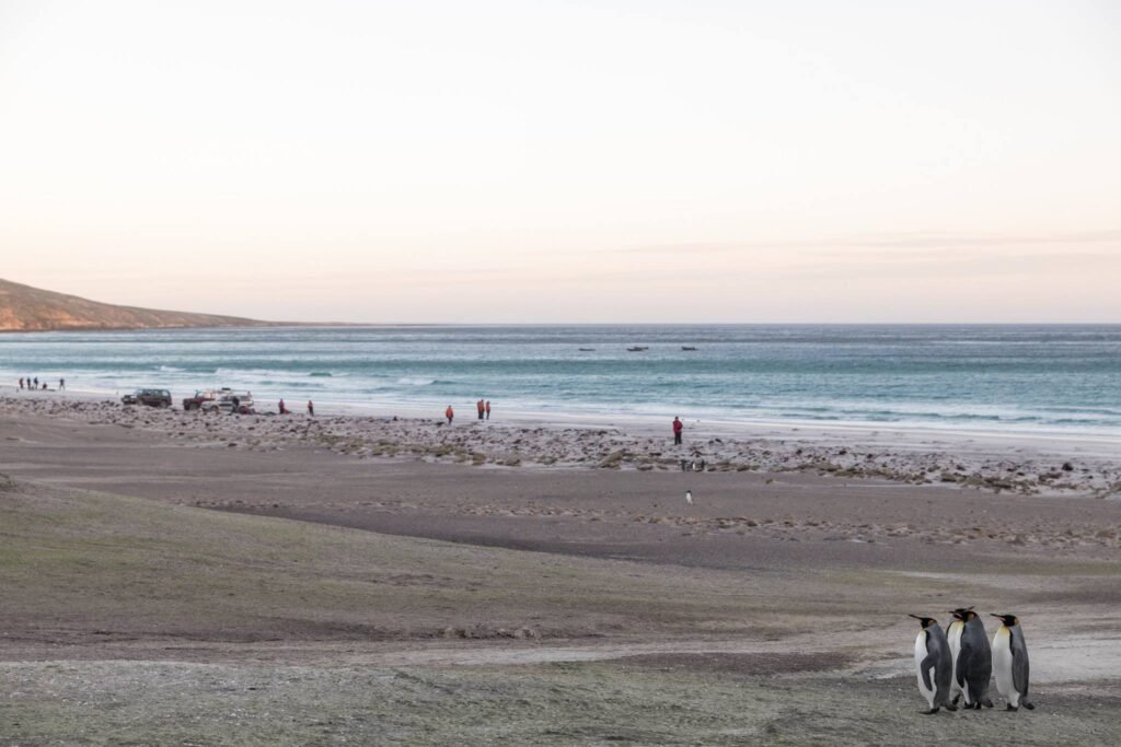 Falkland Islands Wildlife: A First-Timer’s Guide to One of the Southern Ocean’s Greatest Wildlife Spectacles