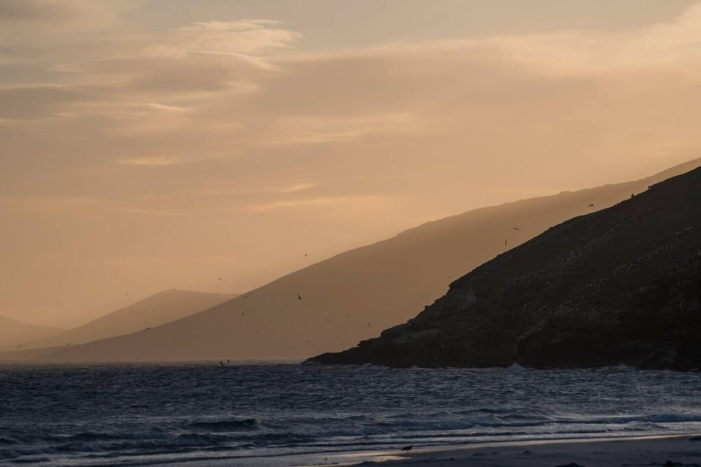 Falkland Islands Wildlife: A First-Timer’s Guide to One of the Southern Ocean’s Greatest Wildlife Spectacles