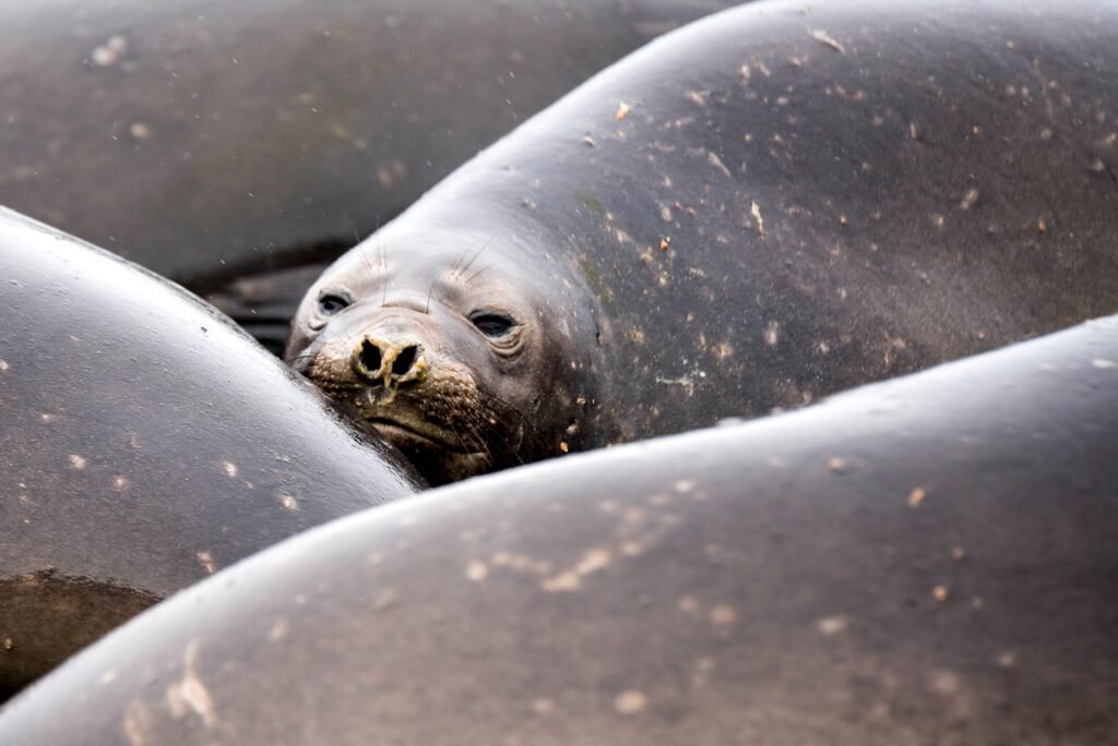 Nick Walton braves the tumultuous seas and wicked winds of the South Atlantic to discover South Georgia Island, one of the world’s most remarkable wildlife destinations