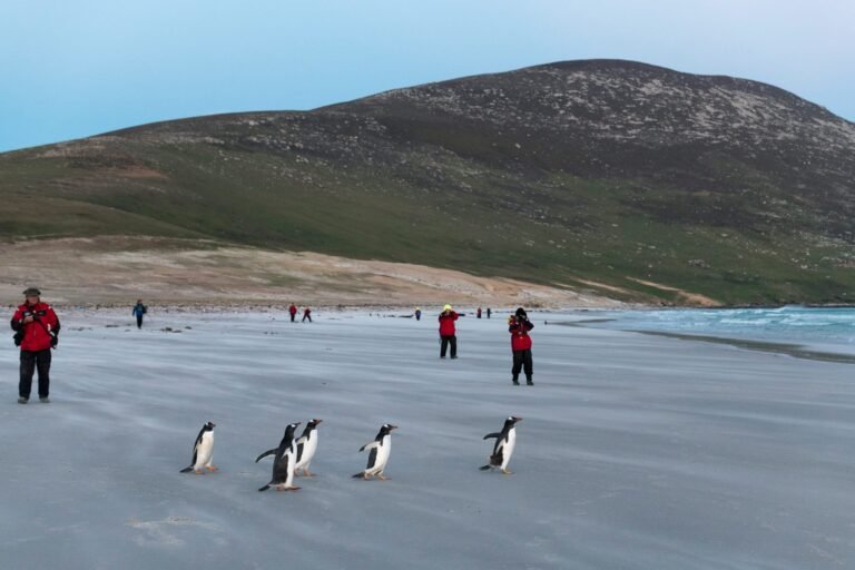 Falkland Islands Wildlife: A First-Timer’s Guide to One of the Southern Ocean’s Greatest Wildlife Spectacles