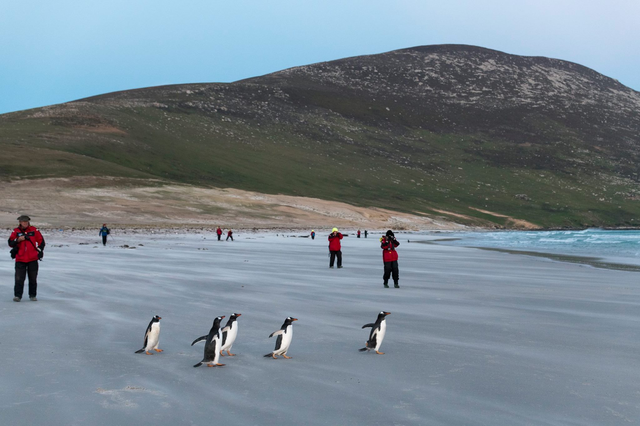Falkland Islands Wildlife: A First-Timer’s Guide to One of the Southern Ocean’s Greatest Wildlife Spectacles