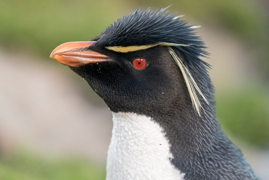 Falkland Islands Wildlife: A First-Timer’s Guide to One of the Southern Ocean’s Greatest Wildlife Spectacles