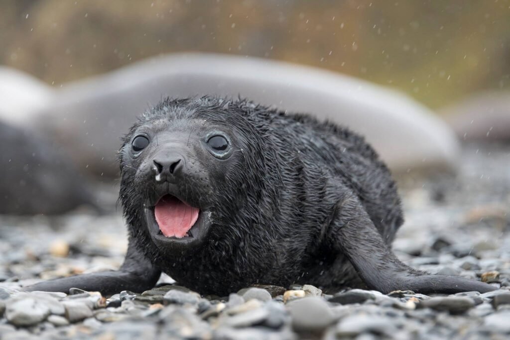 Nick Walton braves the tumultuous seas and wicked winds of the South Atlantic to discover South Georgia Island, one of the world’s most remarkable wildlife destinations