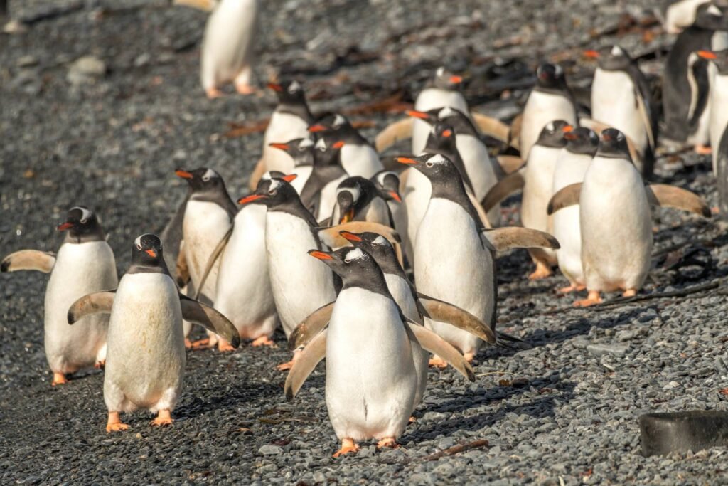 South Georgia Itineraries: The Ultimate Guide to One of the World’s Most Spectacular Expedition Cruises