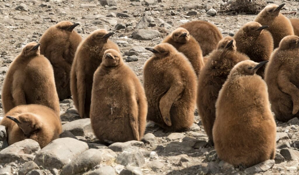 South Georgia Itineraries: The Ultimate Guide to One of the World’s Most Spectacular Expedition Cruises