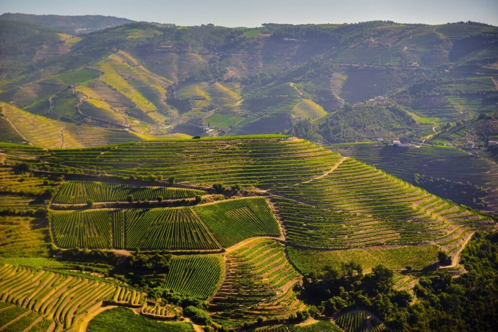 Best Luxury River Cruise Lines on the Douro for 2026