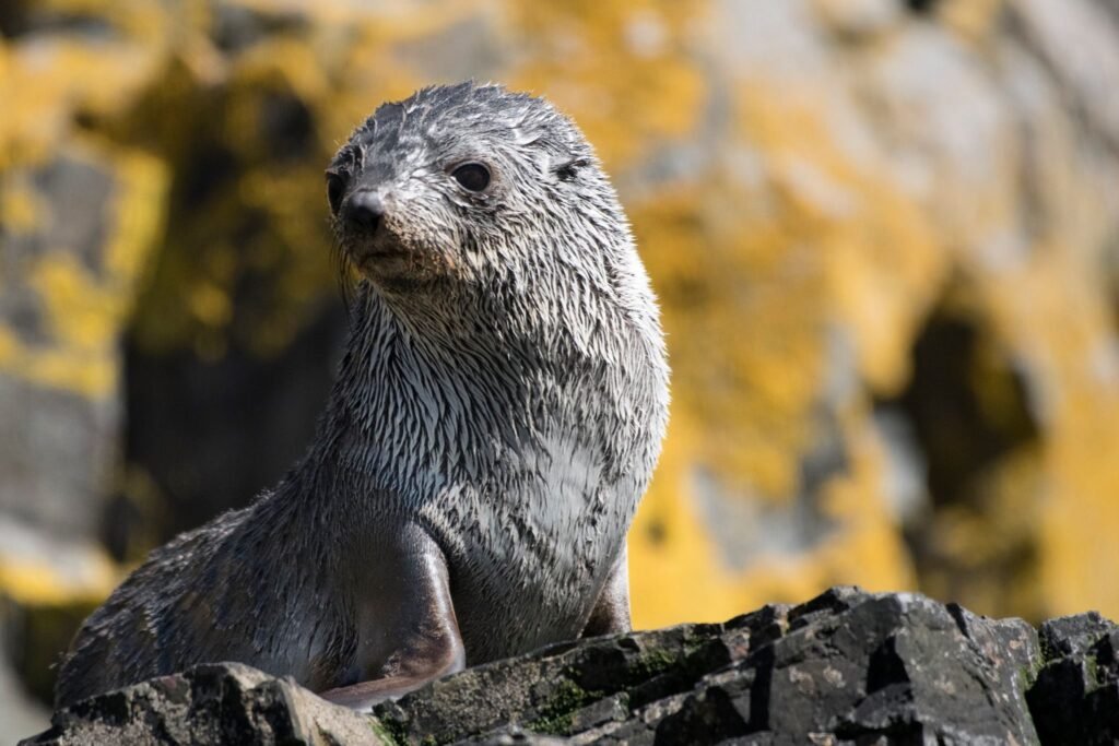 Nick Walton braves the tumultuous seas and wicked winds of the South Atlantic to discover South Georgia Island, one of the world’s most remarkable wildlife destinations