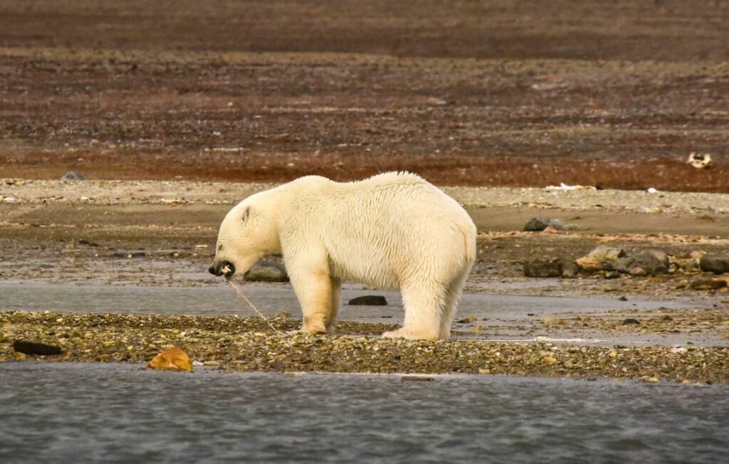 Is an Arctic Expedition Cruise For Me? Everything You Need to Know Before You Set Sail