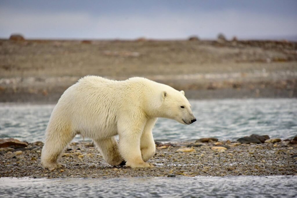 Is an Arctic Expedition Cruise For Me? Everything You Need to Know Before You Set Sail