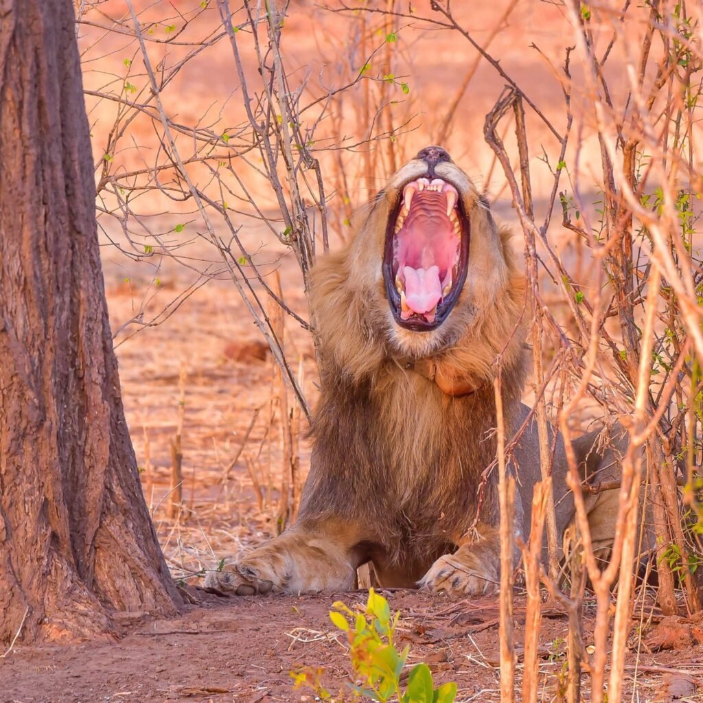 Why a Luxury Safari Could Be Your Best-Ever Trip