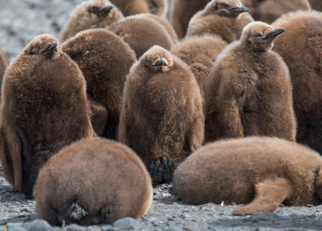 Nick Walton braves the tumultuous seas and wicked winds of the South Atlantic to discover South Georgia Island, one of the world’s most remarkable wildlife destinations