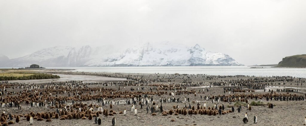 Deciding on an Arctic or an Antarctic expedition cruise can be tricky. We've broken down the pros and cons of each to help you decide. 