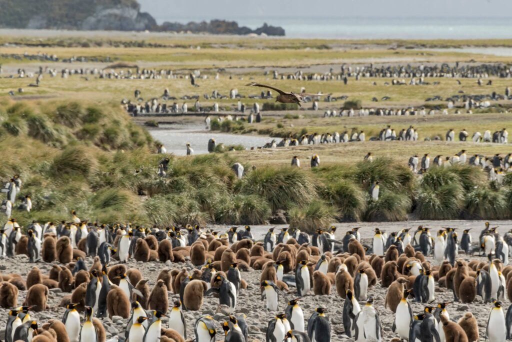 South Georgia Itineraries: The Ultimate Guide to One of the World’s Most Spectacular Expedition Cruises