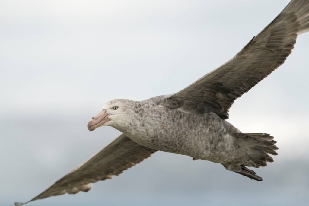 Nick Walton braves the tumultuous seas and wicked winds of the South Atlantic to discover South Georgia Island, one of the world’s most remarkable wildlife destinations