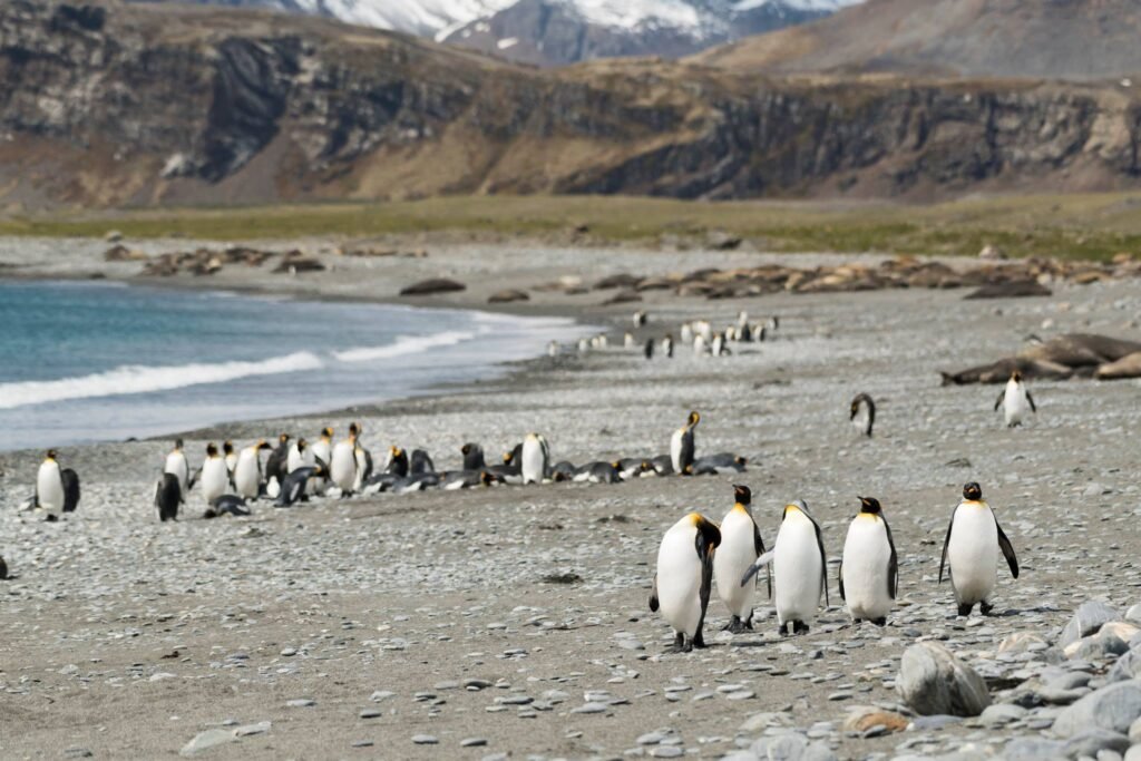 Deciding on an Arctic or an Antarctic expedition cruise can be tricky. We've broken down the pros and cons of each to help you decide. 