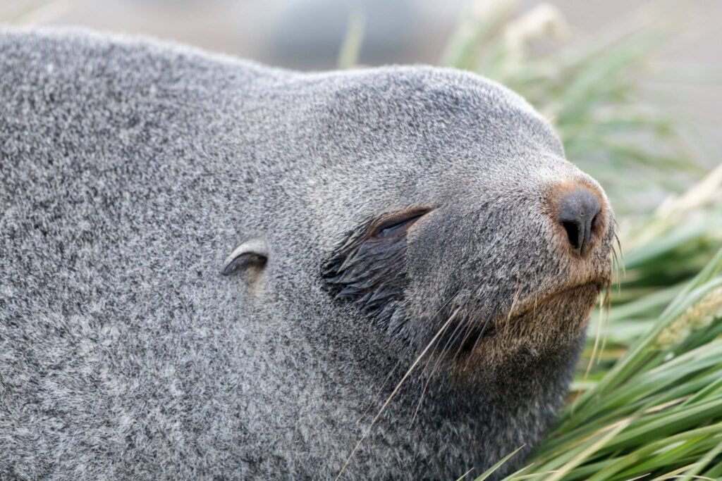 South Georgia Itineraries: The Ultimate Guide to One of the World’s Most Spectacular Expedition Cruises