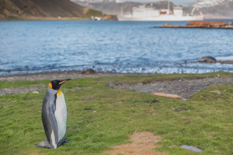 South Georgia Itineraries: The Ultimate Guide to One of the World’s Most Spectacular Expedition Cruises