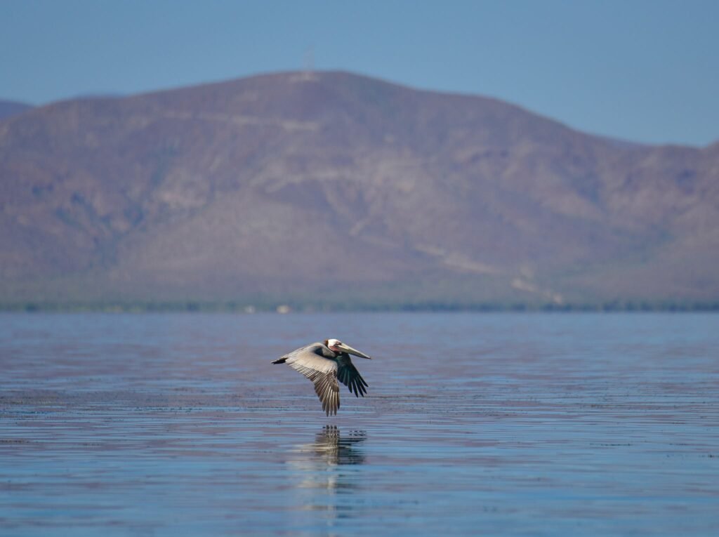 Sailing the Sea of Cortez: An Expedition Through the World's Greatest Marine Wilderness