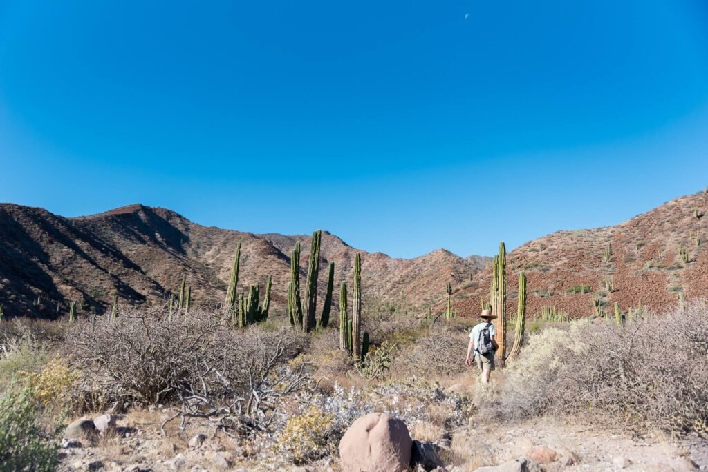 Best Luxury Cruise Lines on the Sea of Cortez for 2026