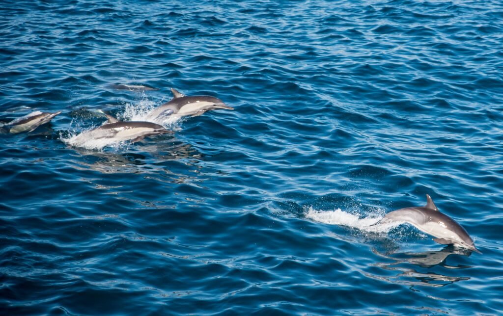 Sailing the Sea of Cortez: An Expedition Through the World's Greatest Marine Wilderness