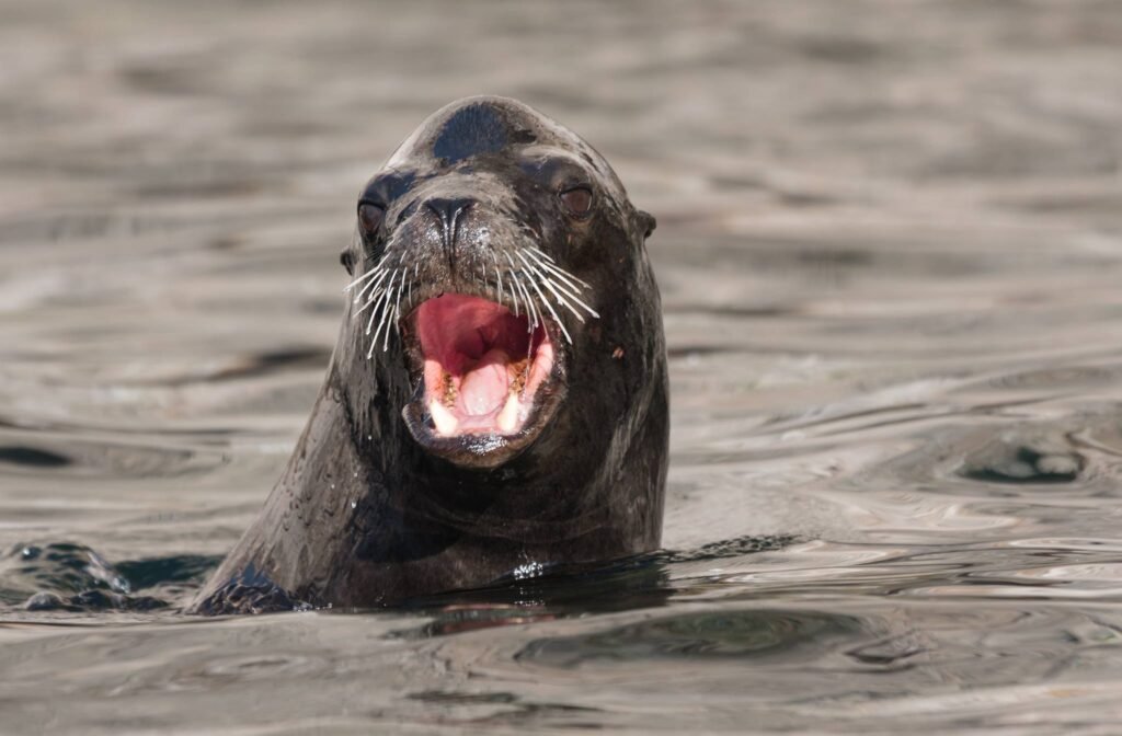 Sailing the Sea of Cortez: An Expedition Through the World's Greatest Marine Wilderness