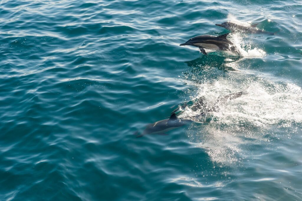 Best Luxury Cruise Lines on the Sea of Cortez for 2026