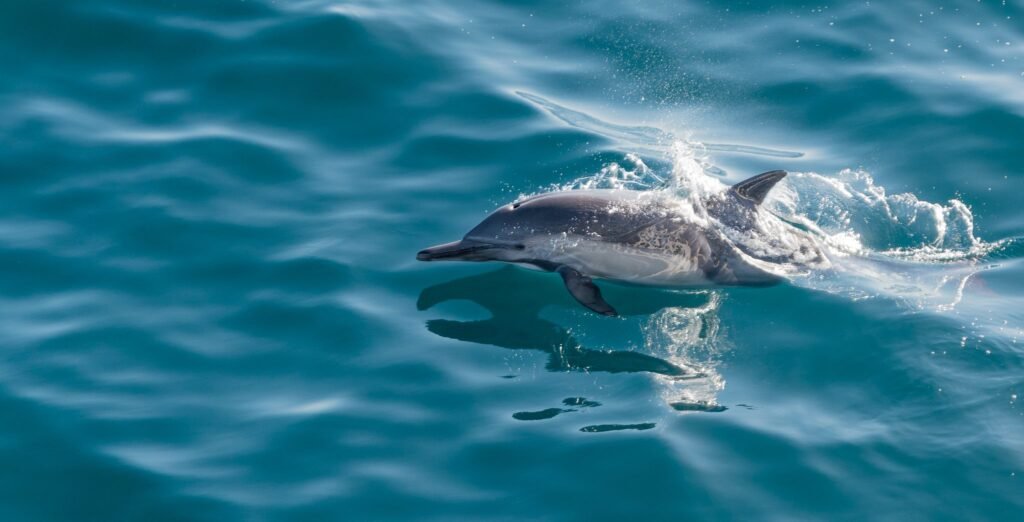 Best Luxury Cruise Lines on the Sea of Cortez for 2026