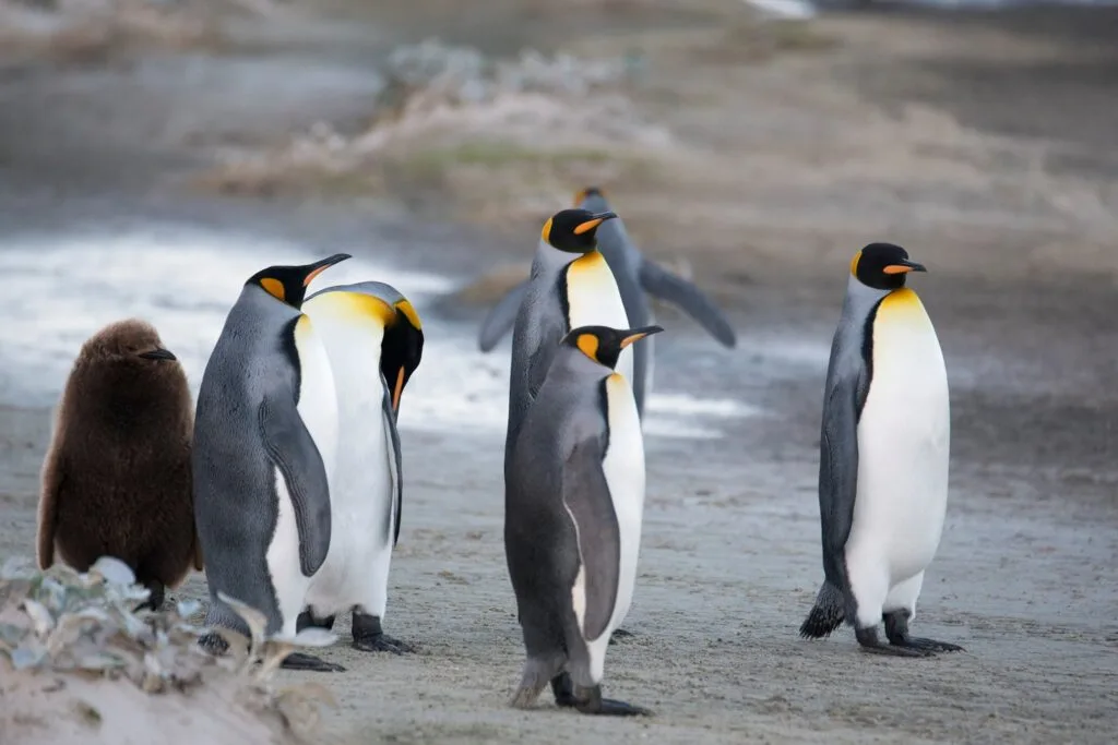 Often overlooked, the remote Falkland Islands are a fantastic add-on destination to any Antarctica or South Georgia itinerary. Here's what you need to know before you go.