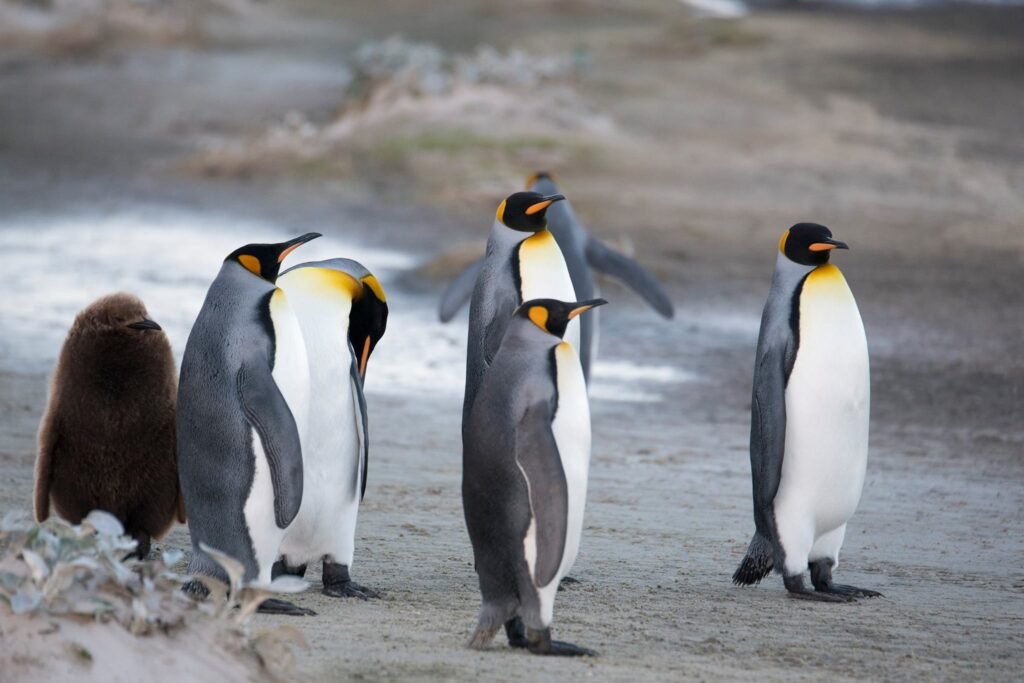 Falkland Islands Wildlife: A First-Timer’s Guide to One of the Southern Ocean’s Greatest Wildlife Spectacles