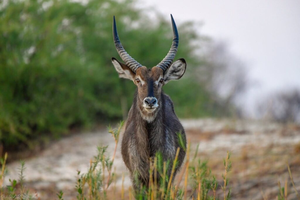 Stop Missing the Shot: The Wildlife Photography Secrets the Pros Use on Safari