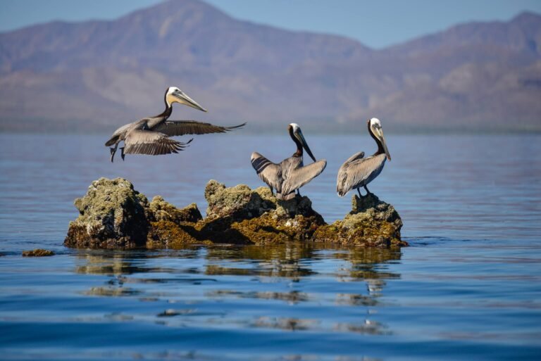 Best Luxury Cruise Lines on the Sea of Cortez for 2026