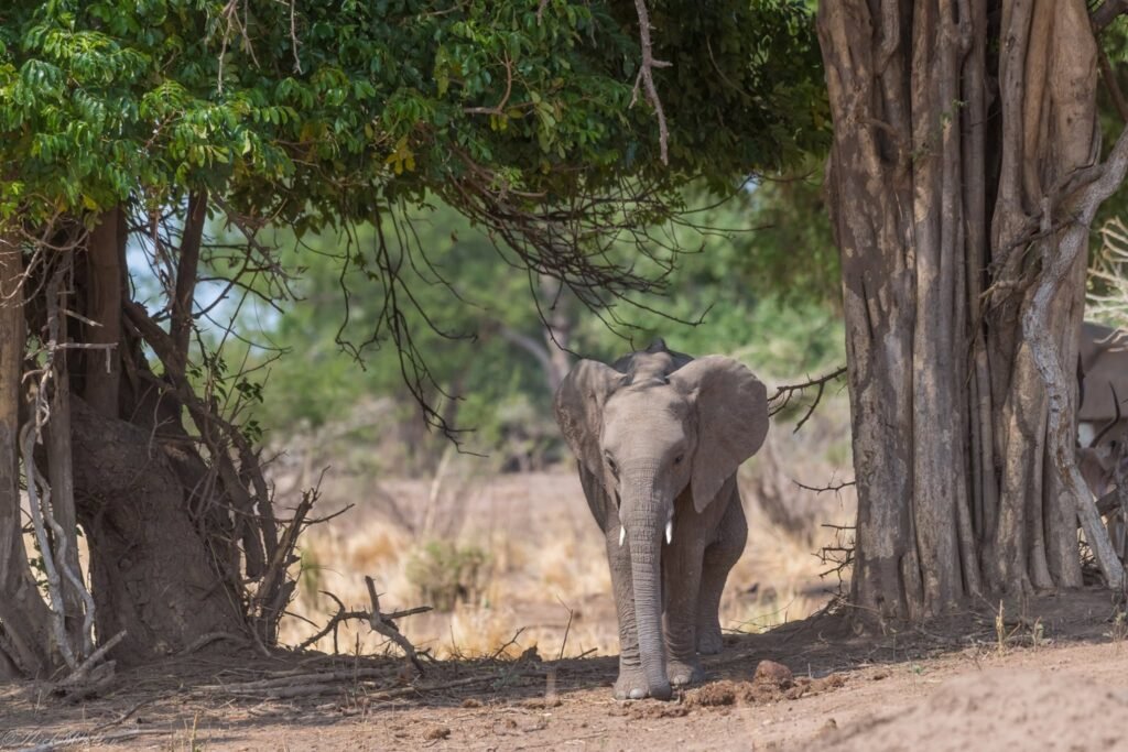 Why a Luxury Safari Could Be Your Best-Ever Trip